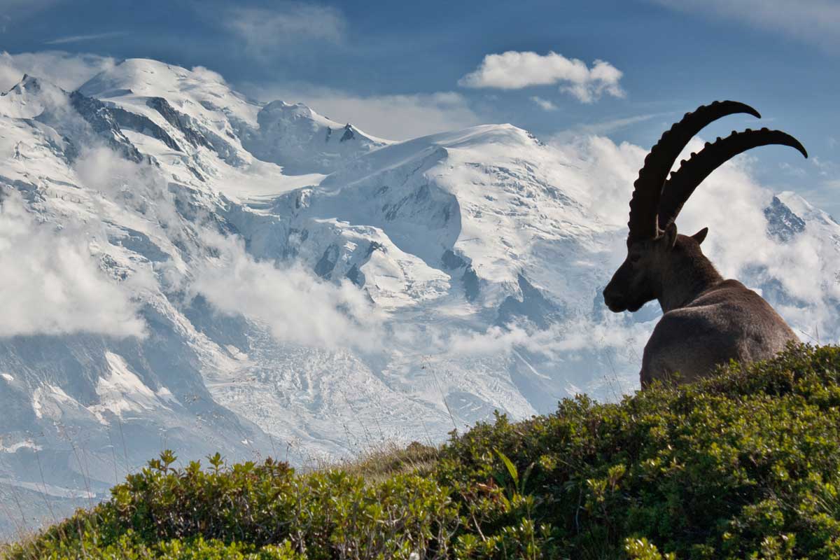61372d892f629Agentiere-ibex-on-hill.jpg (109 KB)